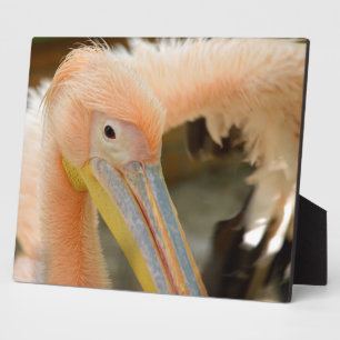 Viendo la placa Pelican