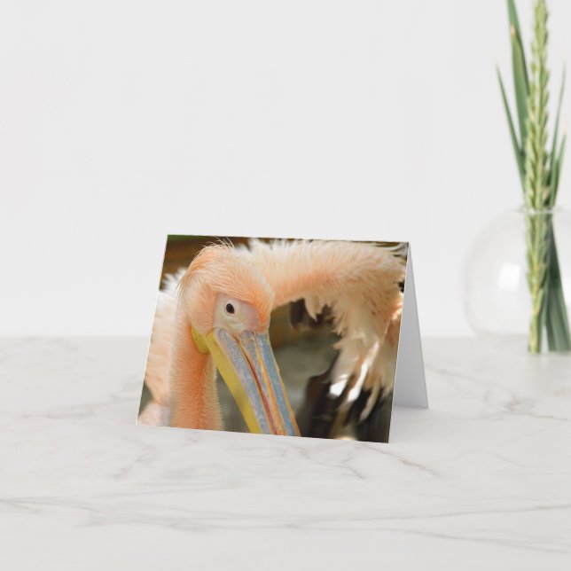 Viendo la tarjeta de notas Pelican (Anverso)