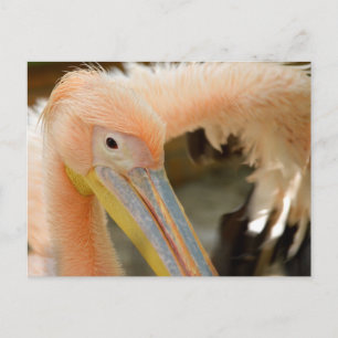 Viendo tu postal Pelican