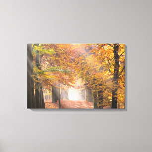 Vigas de sol en un lienzo forestal de otoño