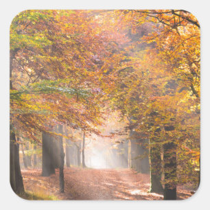 Vigas de sol en un pegatina forestal del otoño