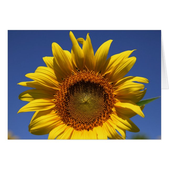 Vigila un poco (Anverso (Horizontal))