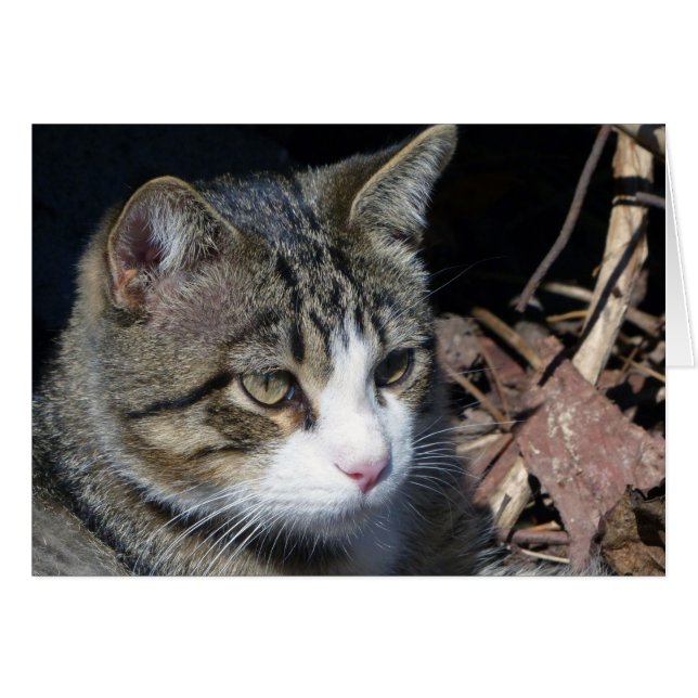 Vigilancia de aves (Anverso (Horizontal))