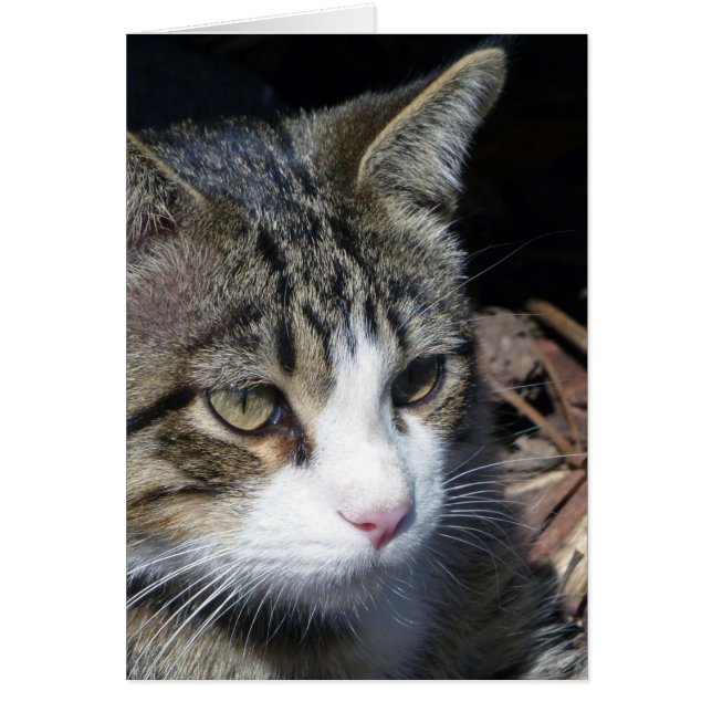 Vigilancia de aves (Frente)