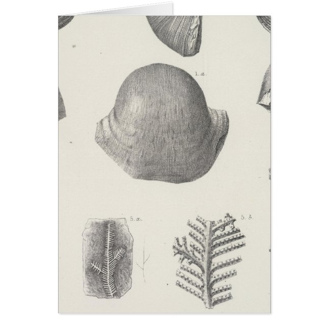 VII Carbonifero (Frente)