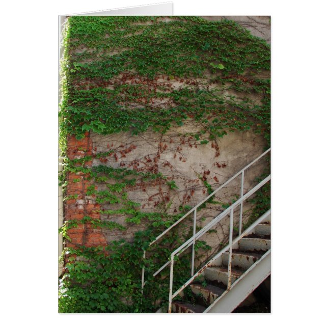 Vinas de marfil, escaleras, pared de ladrillo (Frente)
