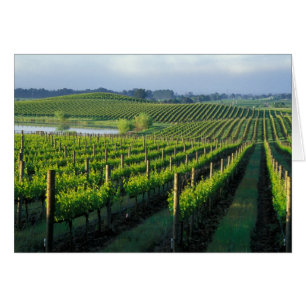 Viñas en hileras ordenadas en Napa, California