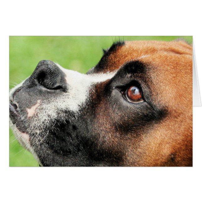 Vindy y perritos - foto 04 (Anverso (Horizontal))