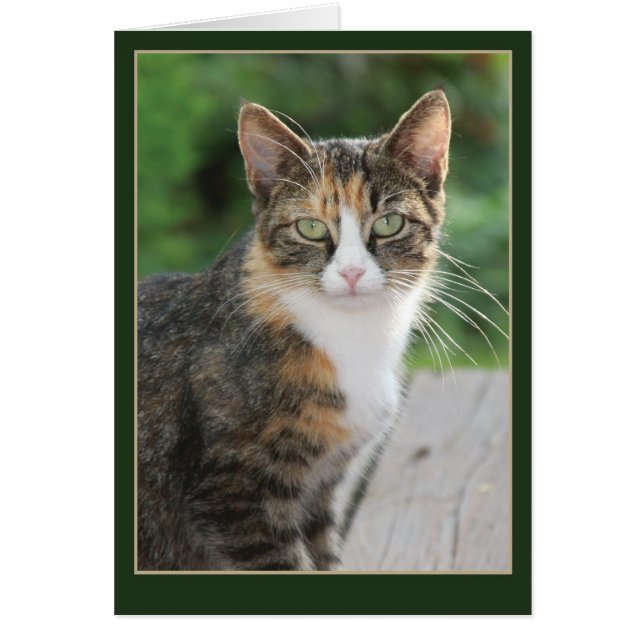 Vine... Yo purgué (Frente)