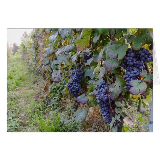 Viñedo (Anverso (Horizontal))