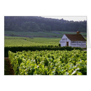 viñedo Chambertin Clos de Beze Grand Cru con