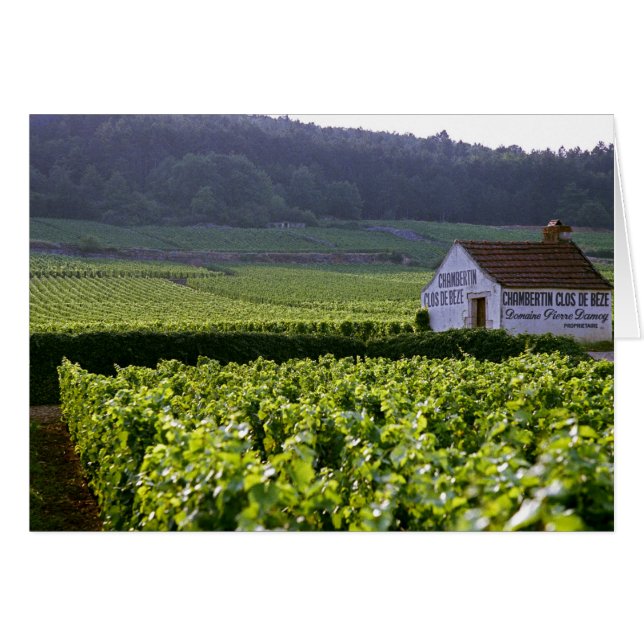 viñedo Chambertin Clos de Beze Grand Cru con (Anverso (Horizontal))