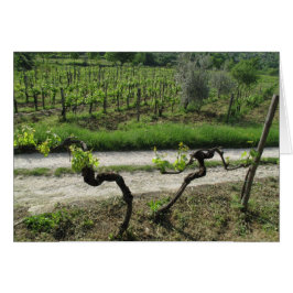 Viñedo Chianti en la región vinícola de Toscana It