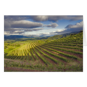 Viñedo. Valle de Napa. Napa. Condado de Napa