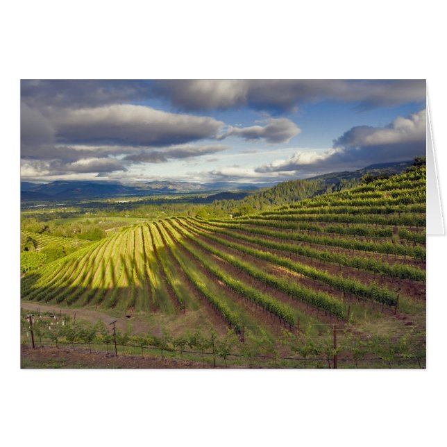 Viñedo. Valle de Napa. Napa. Condado de Napa (Anverso (Horizontal))