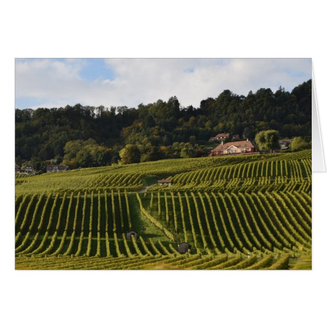 Viñedos al atardecer (Anverso (Horizontal))