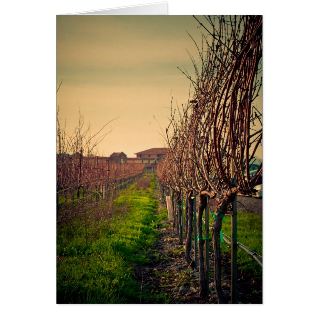 Viñedos de California (Frente)