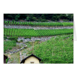 Viñedos en Suiza