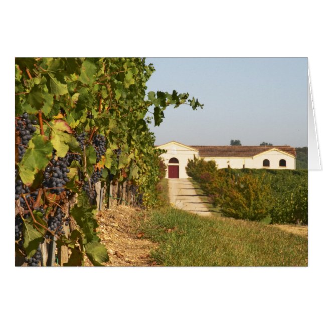 Viñedos, vides de petit verdot y la bodega en (Anverso (Horizontal))