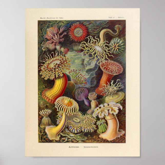 Viñeta Actiniae Color Ernst Haeckel Arte Imprimir (Frente)