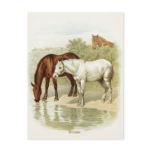 Viñeta animal lindo postal