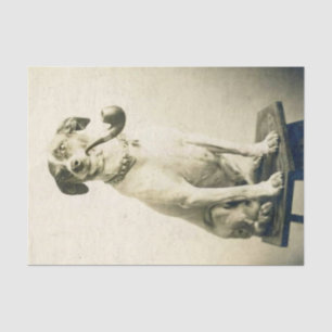 Viñeta Jack Russell perro con papel de tejido de t