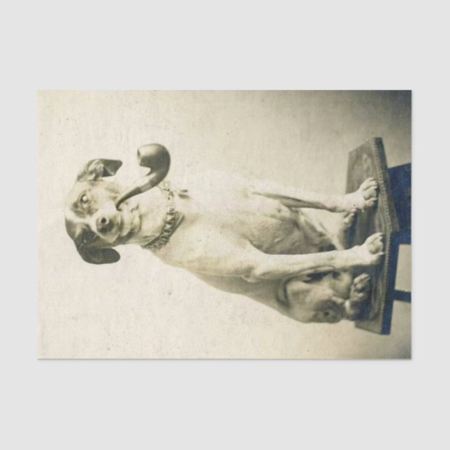 Viñeta Jack Russell perro con papel de tejido de t (Anverso)