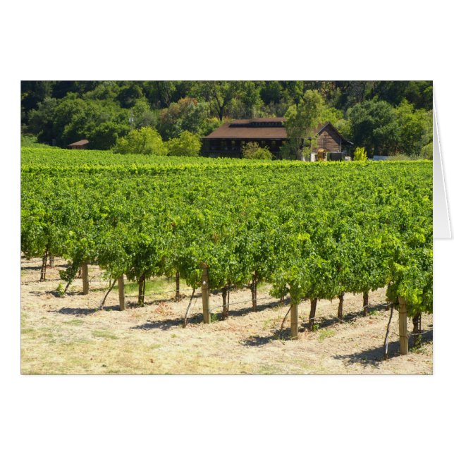 Vineyard en el valle de Napa (Anverso (Horizontal))
