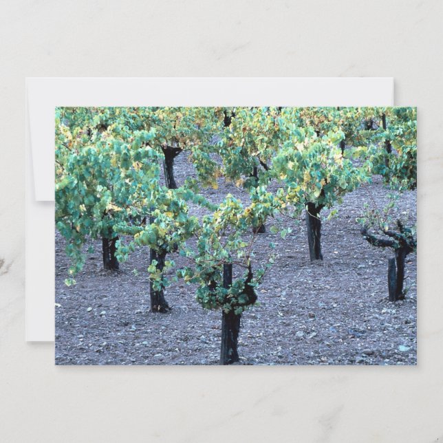 Vineyard, Napa Valley, California, desde el bosque (Anverso)