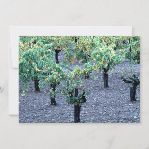 Vineyard, Napa Valley, California, desde el bosque