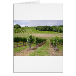 Vineyard - Viñedo (Burdeos - Francia) 03