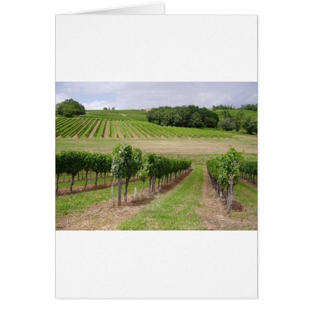 Vineyard - Viñedo (Burdeos - Francia) 03 (Frente)