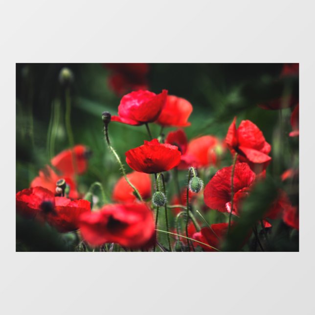 Vinilo para Ventana - Amapolas Rojas en Fotografía (Hoja)