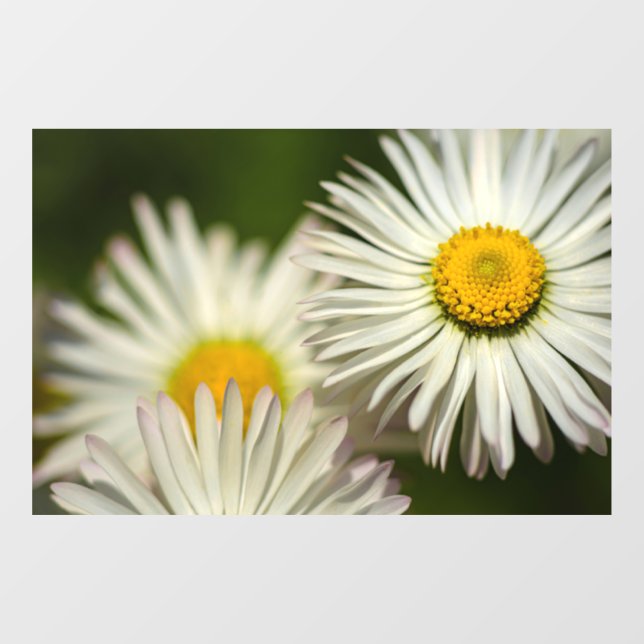 Vinilo para ventana - Flores de margarita Fotograf (Hoja)
