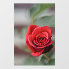 Vinilo para ventana - Fotografía de elegancia de r