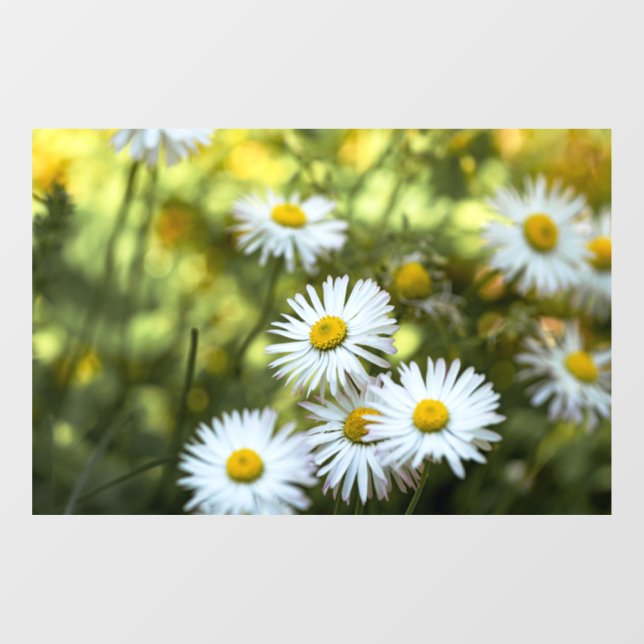 Vinilo para ventana - Fotografía de flores de marg (Hoja)