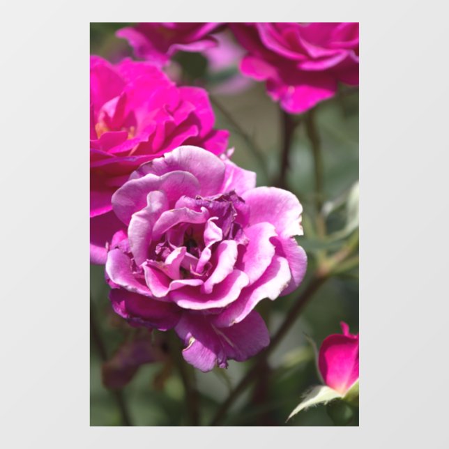 Vinilo para ventana - Fotografía de hermosas rosas (Hoja)