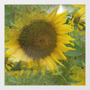 Vinilos Para Cristales Aclavamientos de ventanas de girasol