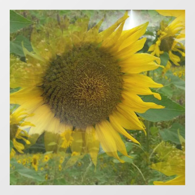 Vinilos Para Cristales Aclavamientos de ventanas de girasol (Hoja)