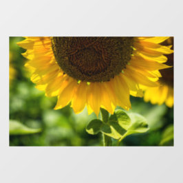 Vinilos Para Cristales Adhesivo para ventana - Fotografía de girasol en f