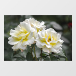 Vinilos Para Cristales Adhesivo para Ventana - Fotografía de Rosa Blanca
