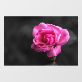 Vinilos Para Cristales Adhesivo para Ventana - Fotografía de Rosa Rosa