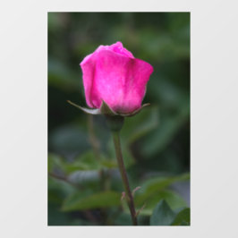 Vinilos Para Cristales Adhesivo para ventana - Fotografía de rosa rosa el