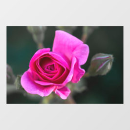 Vinilos Para Cristales Adhesivo para Ventana - Fotografía de Rosa Rosa y 