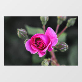 Vinilos Para Cristales Adhesivo para Ventana - Fotografía de Rosa Rosa y 