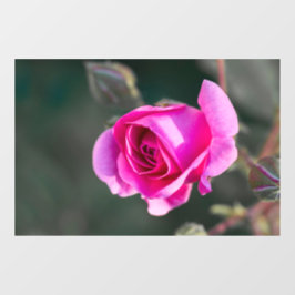 Vinilos Para Cristales Adhesivo para ventana - Fotografía de rosa y capul