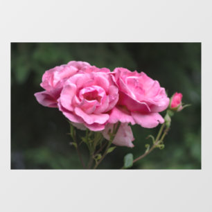 Vinilos Para Cristales Adhesivo para Ventana - Fotografía de Rosas Rosada