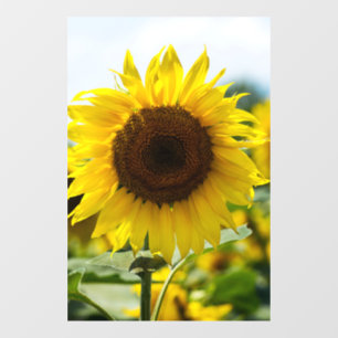 Vinilos Para Cristales Adhesivo para Ventana - Girasol Aislado