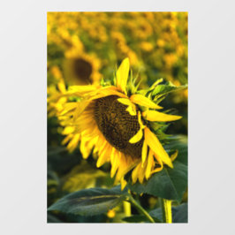 Vinilos Para Cristales Adhesivo para ventana - Girasol Atrapando el Sol
