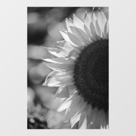 Vinilos Para Cristales Adhesivo para ventana - Girasol en el campo BW
